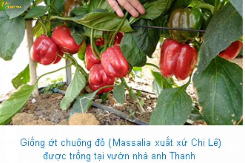 Bảo Lâm Tỉnh Lâm Đồng Thành công từ mô hình trồng ớt chuông ứng dụng công nghệ cao